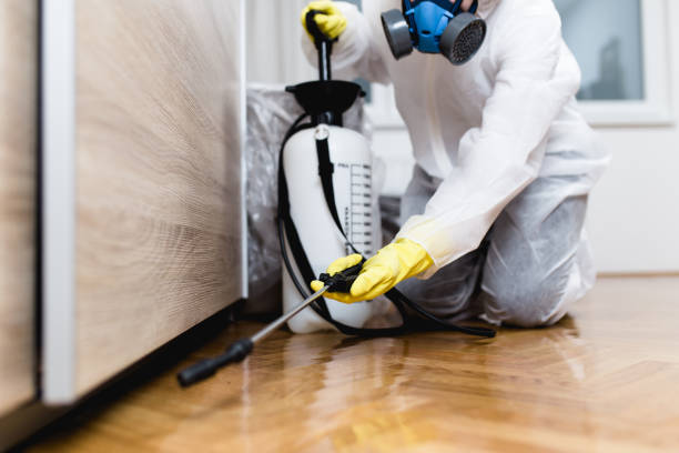 Best Wasp Removal Services  in Clayco, MO
