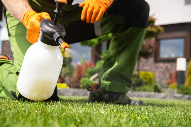 Best Affordable Pest Control Services  in Clayco, MO