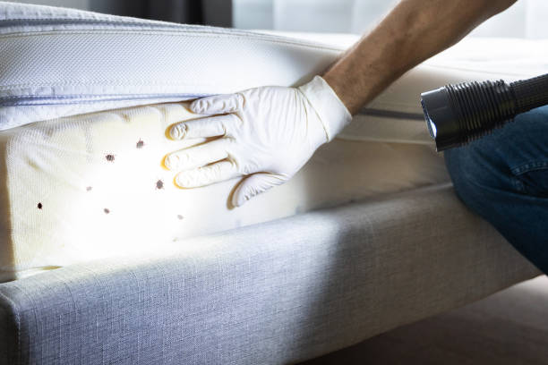 Best Flea Control Services  in Clayco, MO